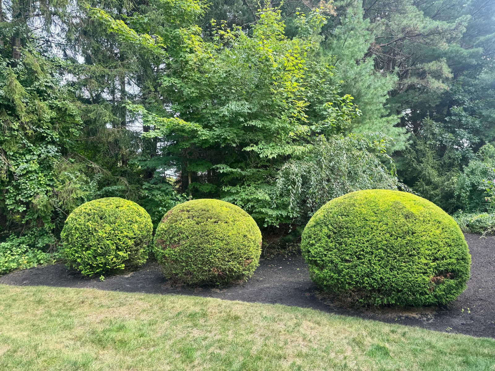 Three round-sheared shrubs in a fresh mulch bed