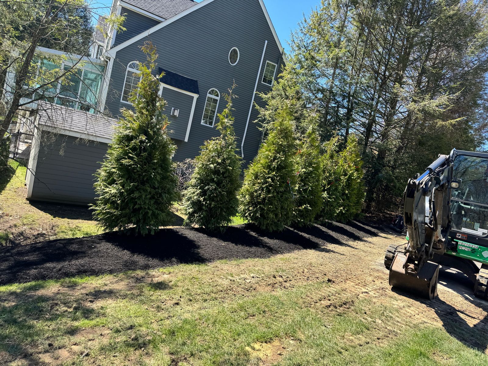 Newly planted row of arborvitae as a privacy screen in black mulch, with a mini excavator on site